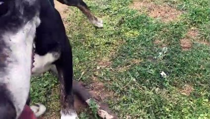 Dog Has Trampoline Trouble Chasing Huge Stick
