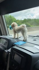 Dog Enjoys Riding on the Dash