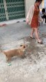 Dog Fakes Having a Bad Foot For Attention