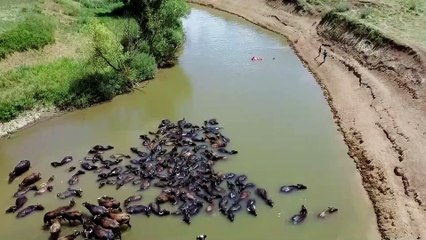 Mandaların nehirde serinlemesi renkli görüntüler oluşturdu - MUŞ