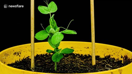 Give peas a chance with this satisfying plant growth timelapse