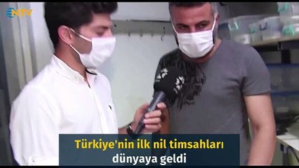 Türkiye'nin ilk nil timsahları dünyaya geldi