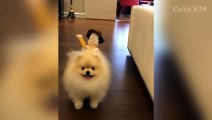 Cute Pomeranian Puppies Doing Funny Things _ Cute and Funny Dogs
