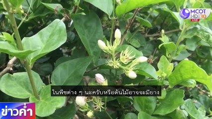 ข่าวค่ำ (ในประเทศ) ช่วงที่ 4 วันจันทร์ที่ 13 กรกฎาคม 2563