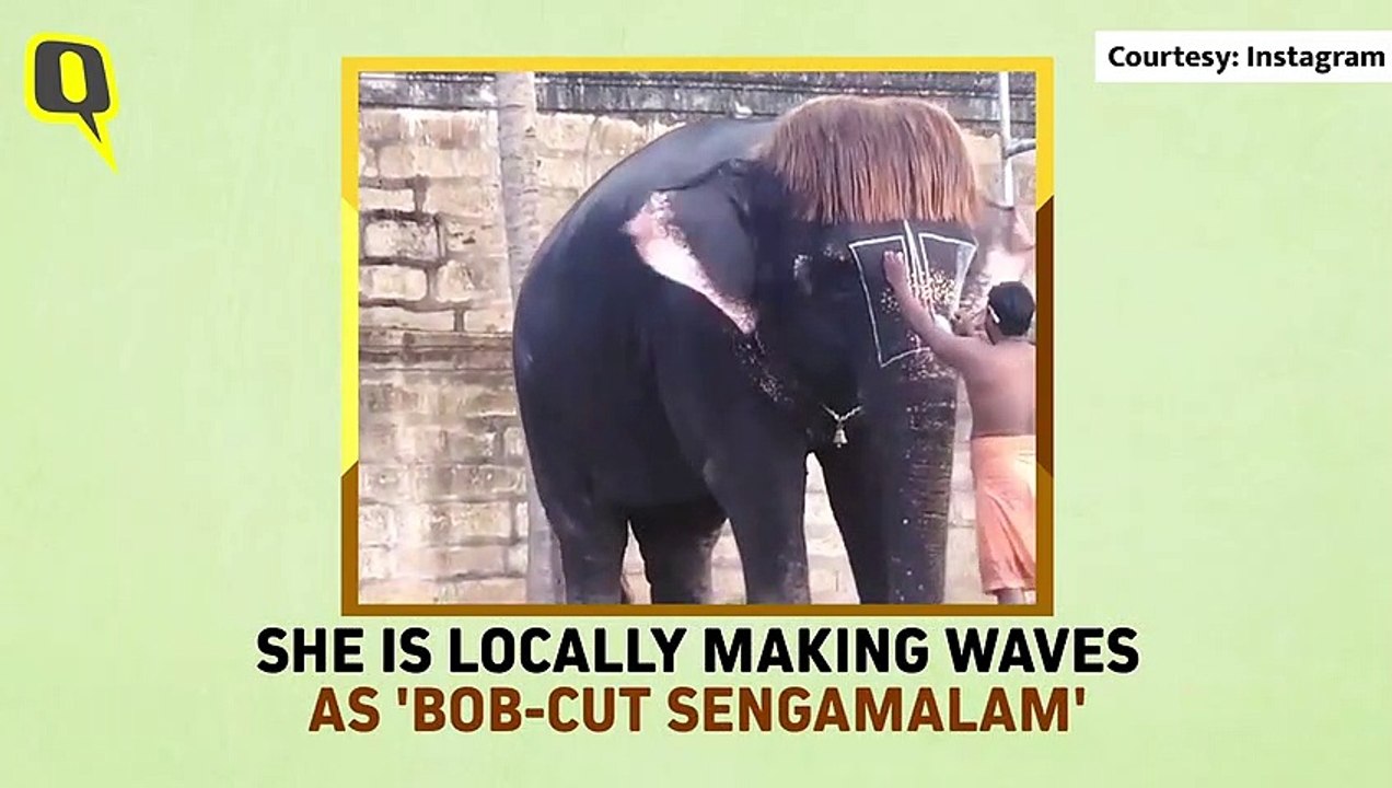 Meet ‘Bob-Cut Sengamalam’, the Stylish Elephant...