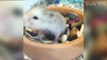 Cute Hamsters Doing Funny Things _ Cute and Funny Hamster