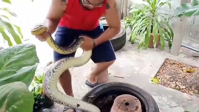 Thai firemen catches python with one hand after it killed family's pet cat