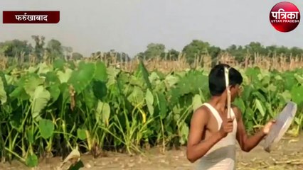 किसानो खेतो में टिड्डी दल हमला , किसानों की बढ़ी बेचैनी