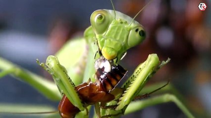 Cách Bọ Ngựa Ăn Thịt Một Con Gián