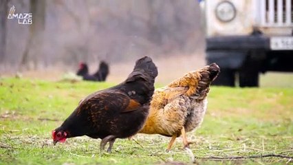 These 'Fitbits For Chickens' Reveal Parasite Infestations