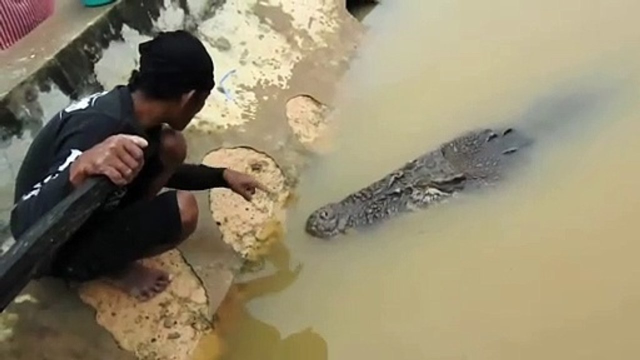 Wild crocodile loves being stroked