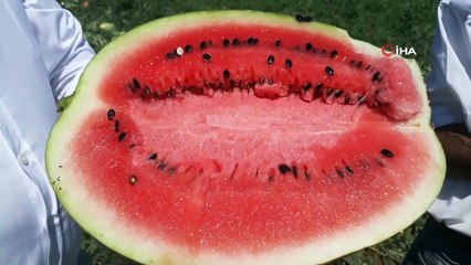 Araban Karpuz’unun Hasadına Başlandı