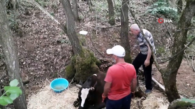 Dere Yatağına Düşen İnek Saatlerce Kurtarılmayı Bekledi