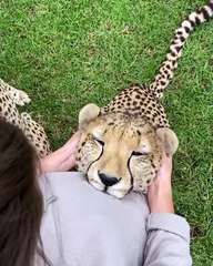 leopard is having good time with the owner