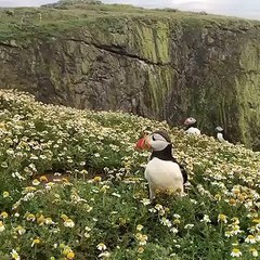 Puffin enjoying the beauty of nature