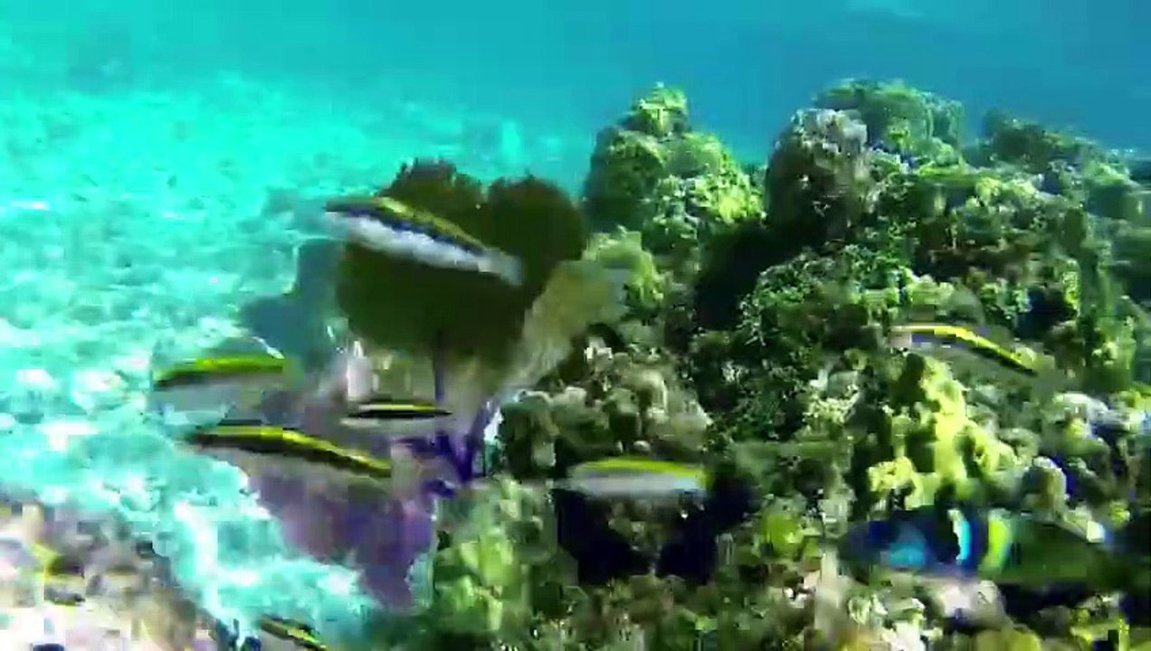 ¡Ven, ¡descubre Honduras!