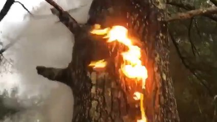 Lightning sparks inferno inside this tree like something out of a horror movie