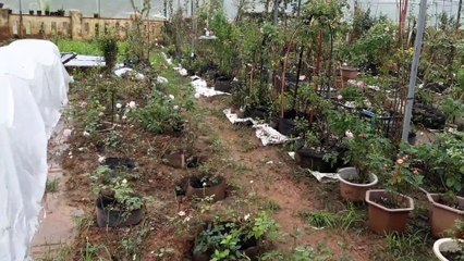 Grid model for growing flowers