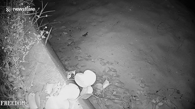 Amazing moment baby turtles emerge from nest and walk into the ocean