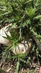 Agaricus Campestris - Çayır mantarı - Evlek mantarı
