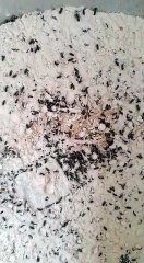 विशाल मेगा मार्ट से खरीदा आटे का पैकेट, निकले सैकड़ों कीड़े