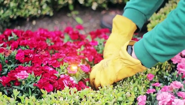 Après la plus longue fermeture de son histoire, Disneyland Paris rouvrira progressivement ses portes demain, mercredi 15 juillet