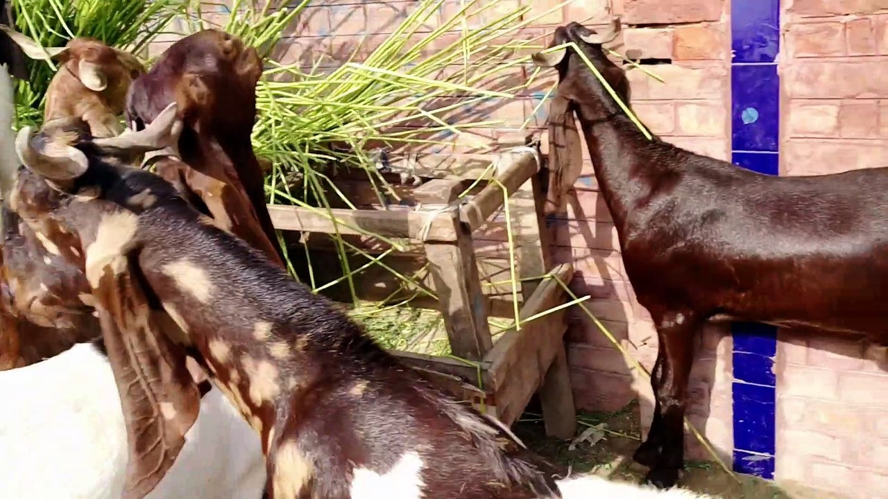 mandi | bakra mandi in pakistan | bakra mandi pakistan 2020 | bakra mandi lahore |