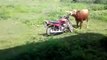 Ce taureau avait juste envie de faire un tour de moto