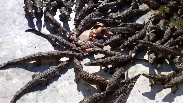 L'heure du repas pour ces centaines de crocodiles... impressionnant