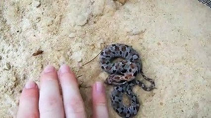 Ce serpent a une technique incroyable pour échapper aux prédateurs