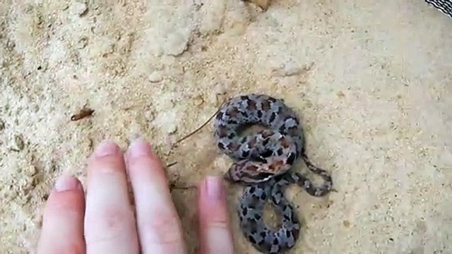 Ce serpent a une technique incroyable pour échapper aux prédateurs