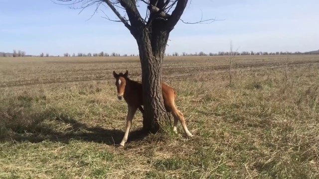 Ce poulain s'est retrouvé coincé dans un arbre... opération sauvetage