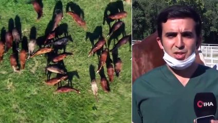 Geleceğin Şampiyon Tayları Görücüye Çıkıyor