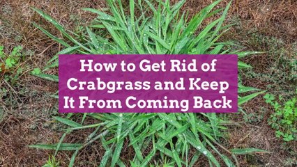How to Get Rid of Crabgrass and Keep It From Coming Back