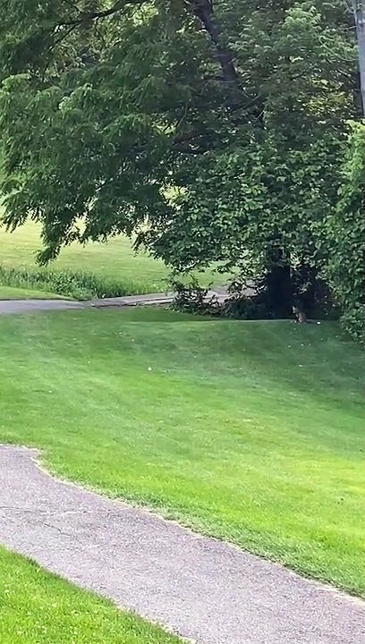Wild Fox Playing with Golf Ball on Course