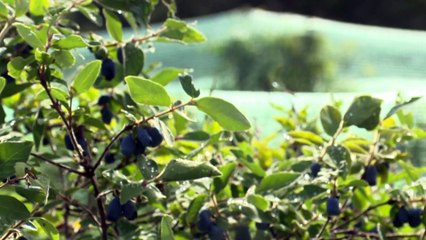 La camerise gagne en popularité au Nord-Ouest du Nouveau-Brunswick