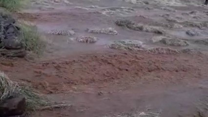 ''Ne bağ kaldı ne bostan, bütün emekler boşa gitti''