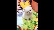 Cute Animals - Cute animals  baby  Compilation  Videos - very Awesome  moment of the animals.15