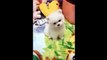 Cute Animals - Cute animals  baby  Compilation  Videos - very Awesome  moment of the animals.15