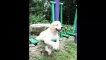 Cute Animals - Cute animals  baby  Compilation  Videos - very Awesome  moment of the animals.14