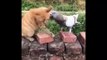 Cute Animals - Cute animals  baby  Compilation  Videos - very Awesome  moment of the animals.11