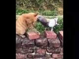Cute Animals - Cute animals  baby  Compilation  Videos - very Awesome  moment of the animals.11