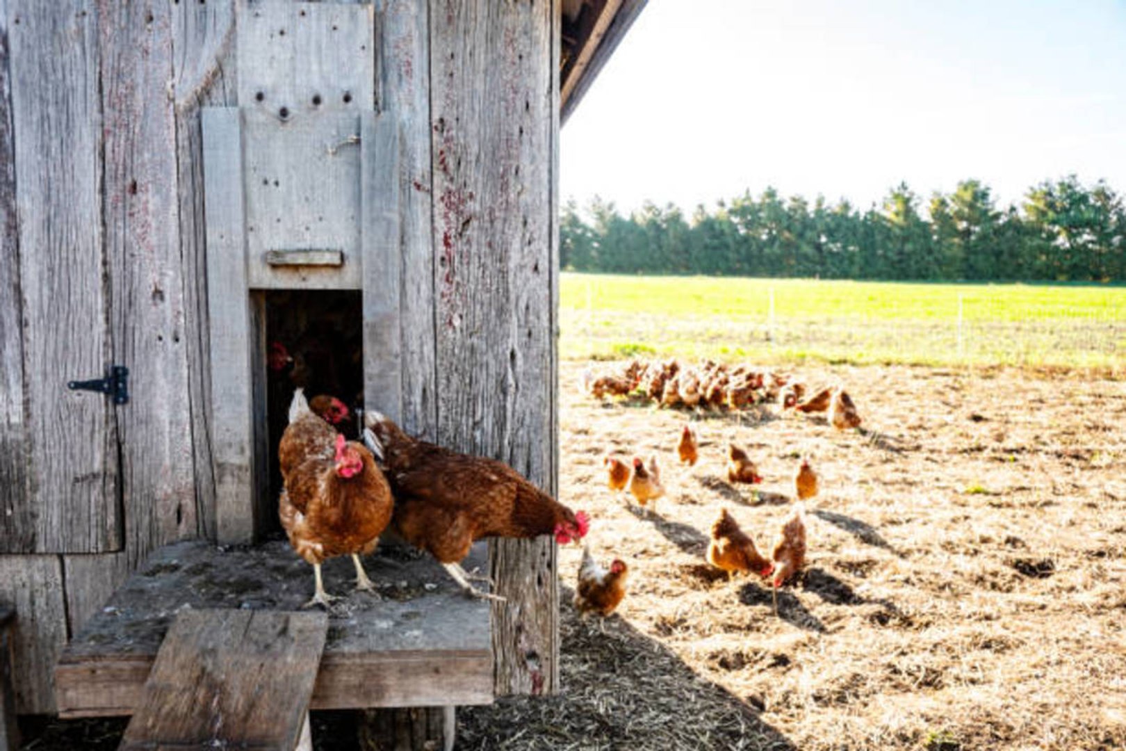 How to Store Eggs to Keep Them Fresh and Safe