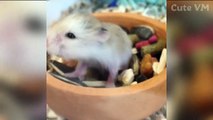 Cute Hamsters Doing Funny Things _ Cute and Funny Hamster