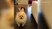 Cute Pomeranian Puppies Doing Funny Things _ Cute and Funny Dogs