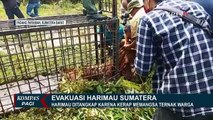 7 Ternak Milik Warga Diterkam, BKSDA Segera Lakukan Evakuasi Harimau Sumatera Ini