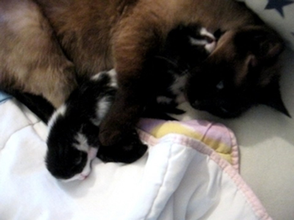 maman chat et ses chatons