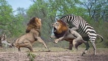 HUNTER BECOMES THE HUNTED - Mother Zebra Save Her Newborn From Lion , Giraffe vs Lion