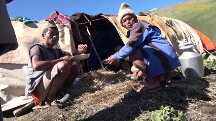 lunch time in sheep farm Nepal dolpa