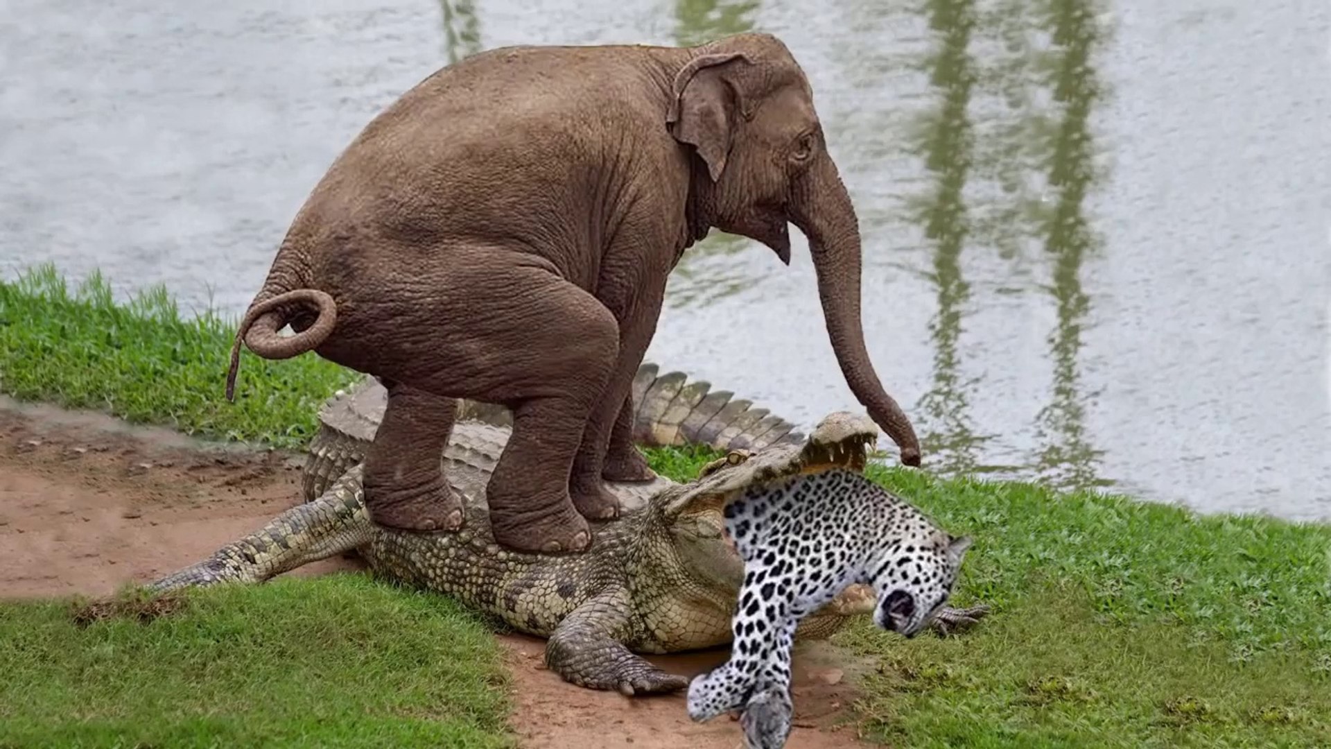 Crocodile is King Swamp! Crocodile vs Leopard, Elephant Protect Baby From Crocodile Hunting
